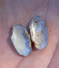 Toxolasma pullum