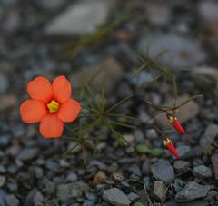 Oxalis filifoliolata