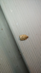 Choristoneura rosaceana