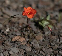 Oxalis filifoliolata