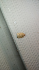 Choristoneura rosaceana