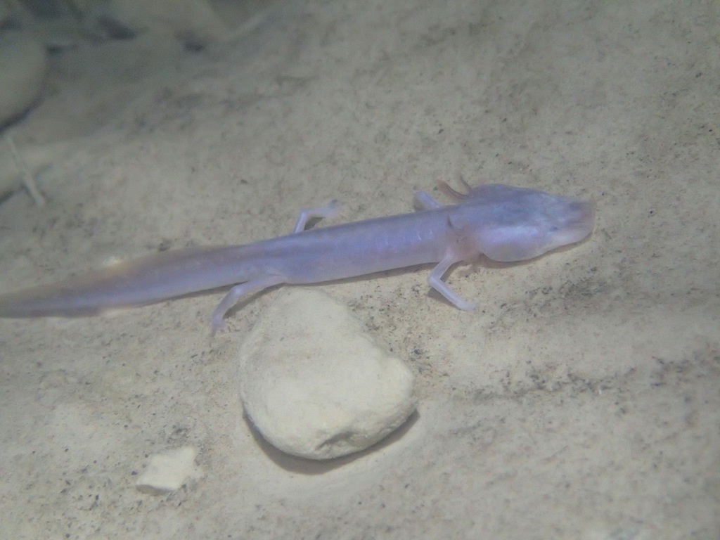 Austin Blind Salamander (Eurycea waterlooensis)- Endangered Salamander ...