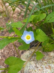 Ipomoea cardiophylla