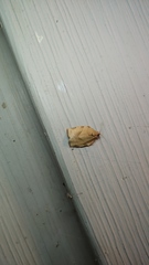 Choristoneura rosaceana