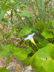 Ipomoea cardiophylla