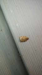 Choristoneura rosaceana