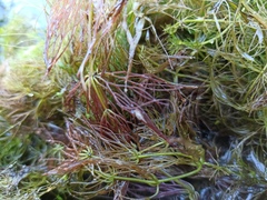 Ceratophyllum submersum