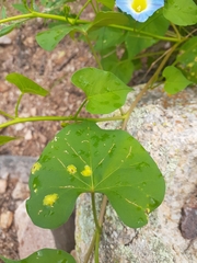 Ipomoea cardiophylla