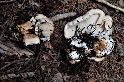 Albatrellopsis confluens