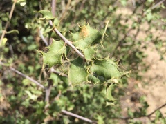 Quercus palmeri