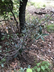 Quercus hypoleucoides