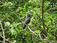 Trogon citreolus