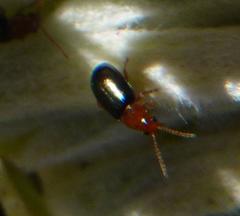 Chirodica