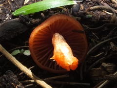 Cortinarius sanguineus