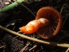 Cortinarius sanguineus