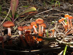 Cortinarius sanguineus