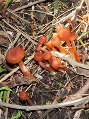Cortinarius sanguineus