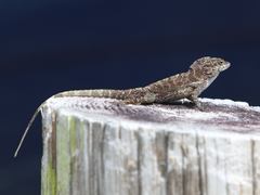Anolis cristatellus cristatellus
