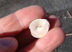 Coelotrochus viridis