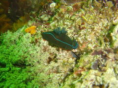 Tambja capensis