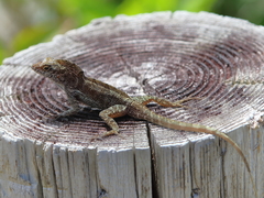 Anolis cristatellus cristatellus