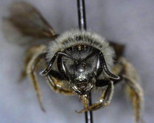 iNaturalist observation photo of Titus's Sweat Bee
