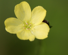 Linum floridanum