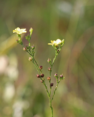 Linum floridanum