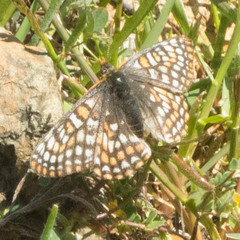Euphydryas editha bayensis