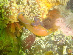 Tambja capensis