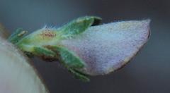 Aspalathus cymbiformis
