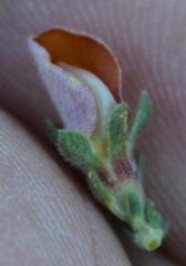 Aspalathus cymbiformis