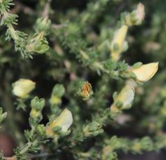 Aspalathus cymbiformis