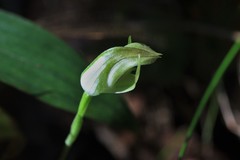 Pterostylis hildae