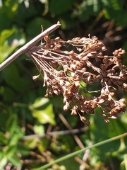 Juncus effusus solutus