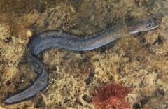 Conger wilsoni