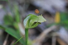 Pterostylis hildae
