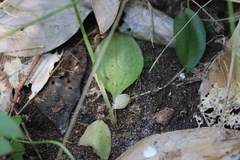 Pterostylis hildae