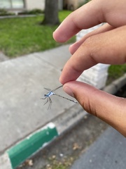 Lestes sigma