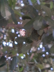 Gasteracantha cancriformis