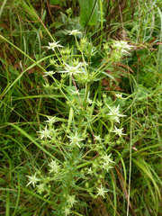 Alepidea setifera