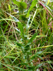 Alepidea setifera