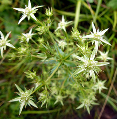 Alepidea setifera