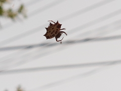 Gasteracantha cancriformis