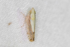 Scaphytopius elegans
