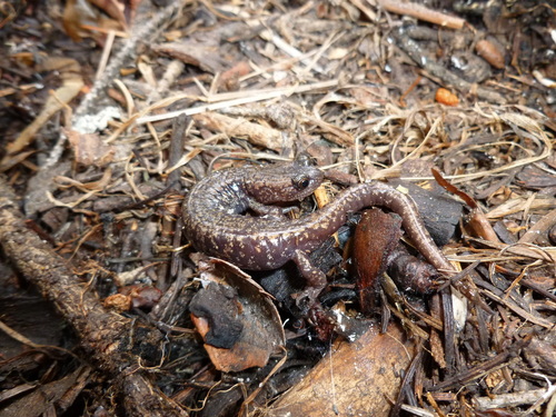 Sacramento Mountain Salamander