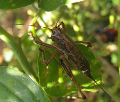 Alfredectes semiaeneus