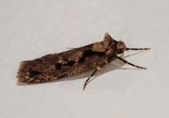 Erythrobapta haemalea