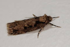 Erythrobapta haemalea