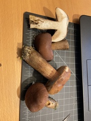 Tylopilus ferrugineus